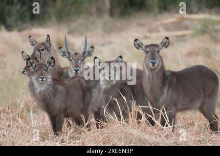 Gemeinsamer Wasserbock (Kobus defassa ellipsiprymnus, Kobus ellipsiprymnus). Weibchen mit jungen Wildhunden. Chobe-Nationalpark, Botswana Stockfoto