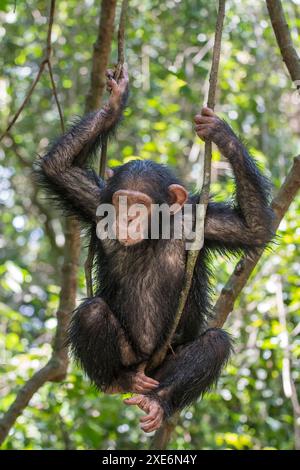 Schimpansen (Pan troglodytes). Ein verwaistes Kind schwingt auf einer Rebe. Marienberg Rettungszentrum, Kamerun Stockfoto