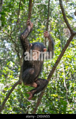 Schimpansen (Pan troglodytes). Ein verwaistes Kind schwingt auf einer Rebe. Marienberg Rettungszentrum, Kamerun Stockfoto