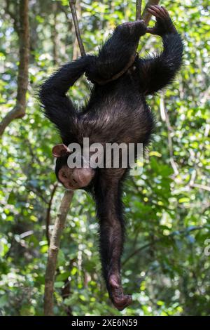 Schimpansen (Pan troglodytes). Ein verwaistes Kind, das kopfüber von einer Weinrebe hängt. Marienberg Rettungszentrum, Kamerun Stockfoto