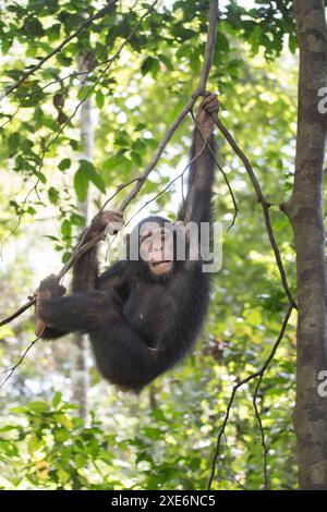 Schimpansen (Pan troglodytes). Ein verwaistes Säuglingsturnen auf einem Ast. Marienberg Rettungszentrum, Kamerun Stockfoto