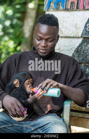 Schimpansen (Pan troglodytes). Ein verwaistes Kind im Marienberg-Heiligtum wird von einem Pfleger mit Flaschen gefüttert. Kamerun Stockfoto