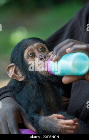 Schimpansen (Pan troglodytes). Ein verwaistes Kind im Marienberg-Heiligtum wird von einem Pfleger mit Flaschen gefüttert. Kamerun Stockfoto