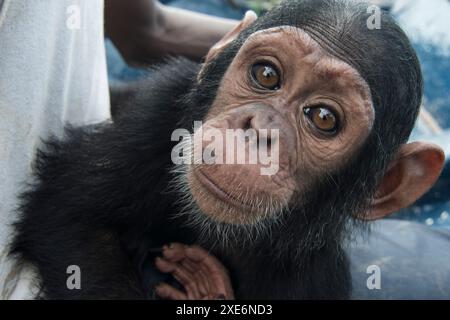 Schimpansen (Pan troglodytes). Verwaistes Kind im Marienberg-Heiligtum, Kamerun Stockfoto