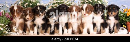 Australischer Schäferhund. Neun Welpen sitzen in einer Reihe vor blühenden Gänseblümchen Stockfoto