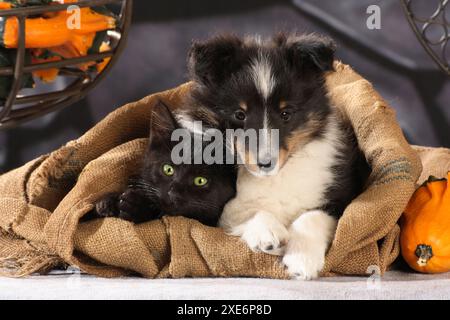 Tierfreundschaft zwischen Sheltie und Katze. Ein schwarzes Kätzchen und ein Welpe liegen in einem Jutebeutel Stockfoto