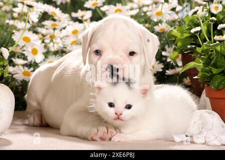 Tierfreundschaft zwischen Boxer und Katze. Ein Welpe und ein Kätzchen liegen nebeneinander Stockfoto