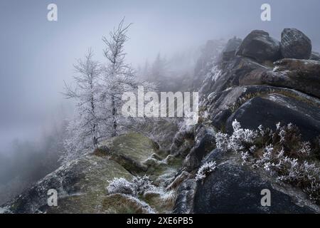 Frostbäume und eiskalter Nebel in der Felsformation der Kakerlaken im Winter, The Kakerlaken, in der Nähe von Leek, Peak District National Park, Staffordshire Moorla Stockfoto