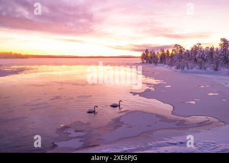 Zwei Schwäne schwimmen im gefrorenen See während eines erstaunlichen Wintersonnenaufgangs in Muonio, Finnland, Europa Copyright: Carloxalbertoxconti 1369-233 Stockfoto