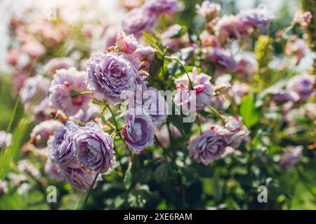 Englische Krokusrose blüht im Sommergarten. Weiße cremige mehrblättrige Blüten wachsen auf Sträuchern. Austin-Auswahl Stockfoto