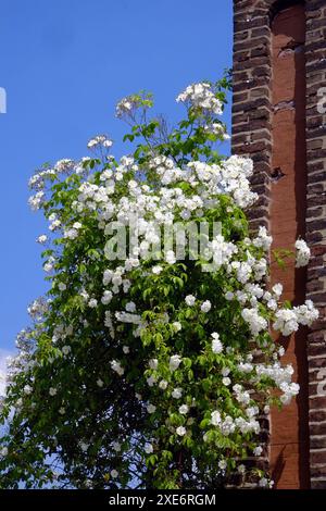 Weiße Kletterrose Stockfoto