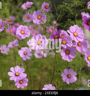 Cosmea, Gartenkosmos Stockfoto