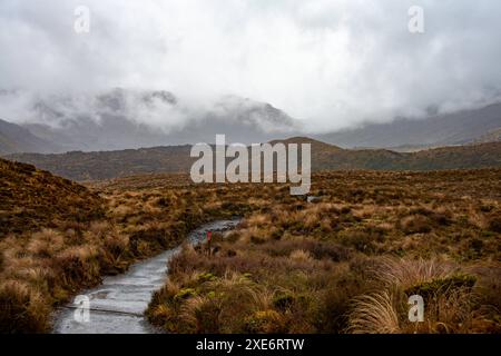 Blick auf den Wanderweg von Tongariro Alpine Crossing, durch braune Buschfelder, Nordinsel, Neuseeland, Pazifik Copyright: CasparxSchla Stockfoto