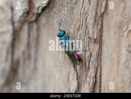 Goldwespe „Chrysis ignita“ Stockfoto