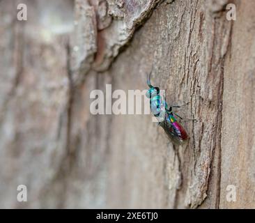 Goldwespe „Chrysis ignita“ Stockfoto