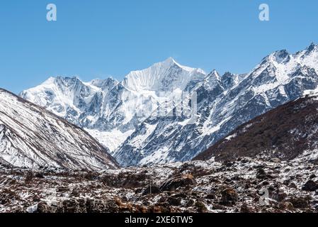 Blick auf das schneebedeckte Gangchempo im lang Tang Valley, in der Höhe des Nepal Himalaya, Nepal, Asien Copyright: CasparxSchlageter 1372-397 Stockfoto
