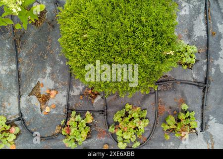 Installation Des Gartenbewässerungssystems Stockfoto