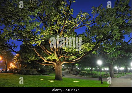 Flutlicht bemerkenswerte Eiche im Bastejkalns Park bei Nacht, Riga, Lettland, Ostseeraum, Europa Copyright: GOUPIxCHRISTIAN 1382-91 Stockfoto