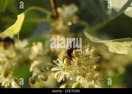 Kleine Biene auf hellgrünen Blüten von Linde. Sommerlindenblüte aus nächster Nähe Stockfoto