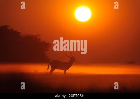 Die Red Lechwe Kobus leche leche leche, eine Antilope, die an feuchte Umgebungen wie die Busanga-Hochwasserebenen im Norden des Kafue-Nationalparks in Zambi angepasst ist Stockfoto