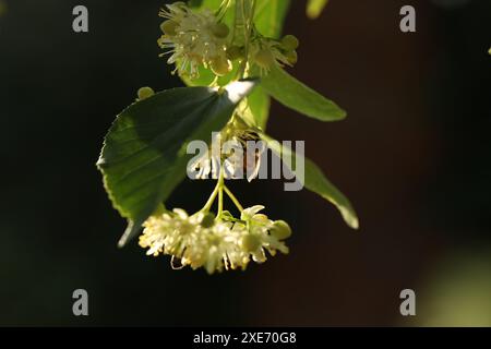 Kleine Biene auf hellgrünen Blüten von Linde. Sommerlindenblüte aus nächster Nähe Stockfoto