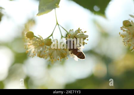 Kleine Biene auf hellgrünen Blüten von Linde. Sommerlindenblüte aus nächster Nähe Stockfoto
