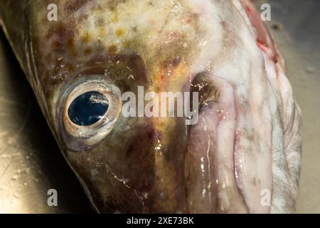 Frisch gefangener Kabeljau auf einem Edelstahltisch. Stockfoto