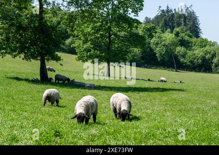 Schafe schützen vor der Sonne unter einem Baum in Connonagh, West Cork, Irland. Stockfoto