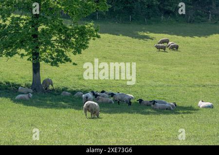 Schafe schützen vor der Sonne unter einem Baum in Connonagh, West Cork, Irland. Stockfoto