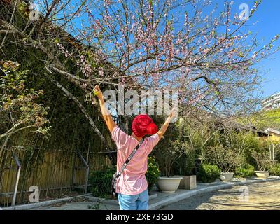 SA Pa Stadt, Lao Cai Provinz, Vietnam - 20. Februar 2024: Eine glückliche Touristenfrau neben Pfirsichblüten, die im Frühjahr in den hohen Bergen blüht Stockfoto