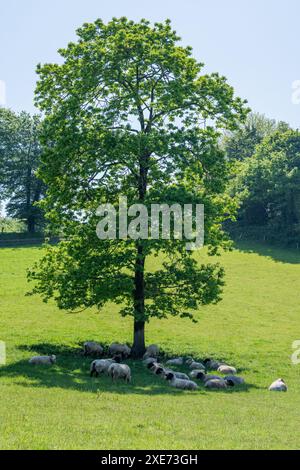 Schafe schützen vor der Sonne unter einem Baum in Connonagh, West Cork, Irland. Stockfoto