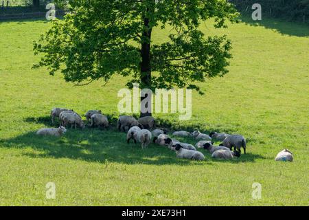 Schafe schützen vor der Sonne unter einem Baum in Connonagh, West Cork, Irland. Stockfoto