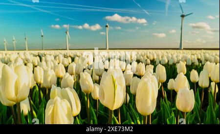 Windmühlen-Turbinen mit blauem Himmel und farbenfrohen Tulpenfeldern in Flevoland Niederlande Stockfoto