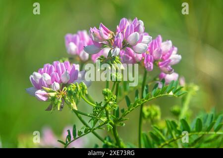 Schleichende Krone Wicke rosa Blüten Stockfoto