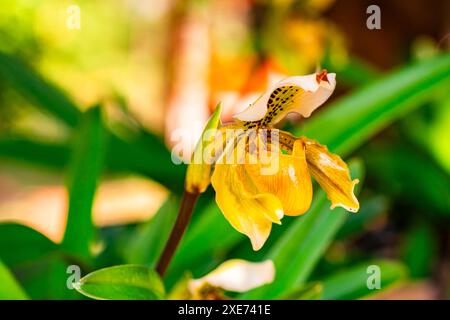 Nahaufnahme der wunderschönen blühenden Damenschuh Orchideenblume. Stockfoto