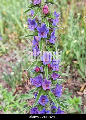 Echium vulgare, bekannt als Viperenbugloss und Blaualgenpflanze, die in der natürlichen Umgebung wächst. Ihre Blüten beginnen rosa und werden blau oder violett. Stockfoto