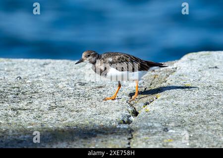 Der Turnstone mit seinem markanten, melierten Gefieder wurde vor Clontarf in Dublin, Irland, gesichtet. Auf diesem Foto wird das Nahrungsverhalten in einem Felsen festgehalten Stockfoto