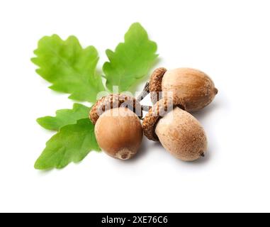 Eichelfrüchte mit Blättern auf weißem Hintergrund. Stockfoto