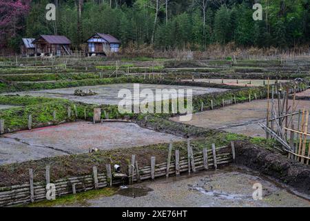 Nursery Rice Paddy Fields, Ziro Valley, Arunachal Pradesh, Indien, Asien Stockfoto