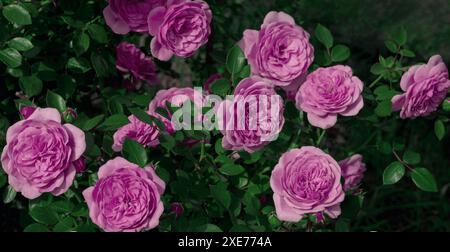 Hintergrund großer, schöner rosa Rosen aus nächster Nähe Stockfoto