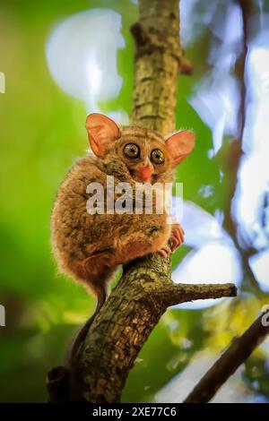 Spectral Tarsier Tarsius tarsier einer der kleinsten Primaten, jetzt vom Aussterben bedroht, Insektenfresser und nachtaktiv, Tangkoko Nationalpark, Minahasa Highlands Stockfoto