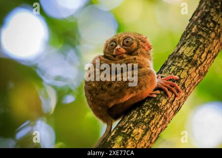 Spectral Tarsier Tarsius tarsier einer der kleinsten Primaten, jetzt vom Aussterben bedroht, Insektenfresser und nachtaktiv, Tangkoko Nationalpark, Minahasa Highlands Stockfoto