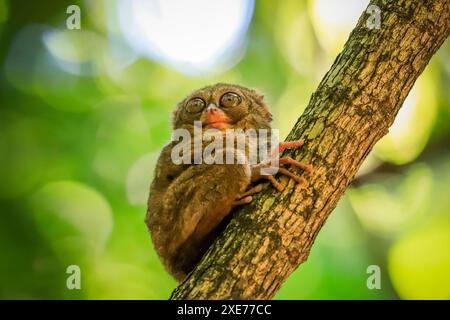 Spectral Tarsier Tarsius tarsier einer der kleinsten Primaten, jetzt vom Aussterben bedroht, Insektenfresser und nachtaktiv, Tangkoko Nationalpark, Minahasa Highlands Stockfoto