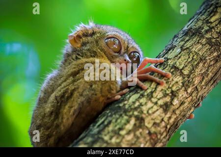 Spectral Tarsier Tarsius tarsier einer der kleinsten Primaten, jetzt vom Aussterben bedroht, Insektenfresser und nachtaktiv, Tangkoko Nationalpark, Minahasa Highlands Stockfoto