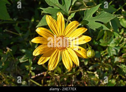 Mexikanische Sonnenblumen oder Baummarigold (Tithonia diversifolia) im Garten Stockfoto