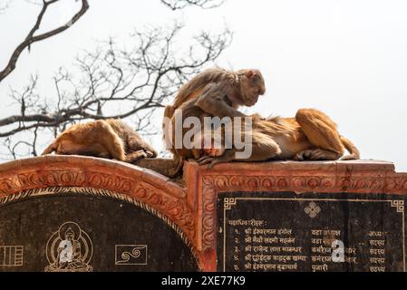 Rhesusaffen liegen auf Stein, die sich entschlummern, Nepal, Asien Stockfoto