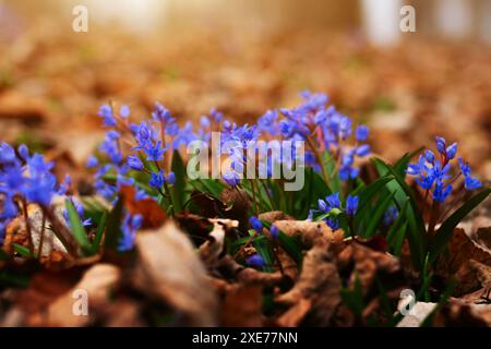 Frühlingsblumen Scilla siberica im Wald inmitten alter Blätter Stockfoto