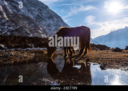 Pferd Trinkwasser aus einer Pfütze in der goldenen Abendsonne, Langtang Valley Trek, Nepal, Asien Stockfoto