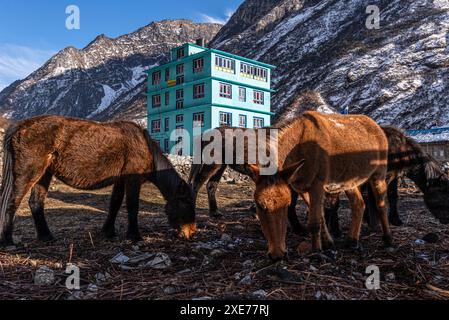 Herde von Pack-Maultieren vor der wunderschönen türkisfarbenen Berghütte in Langtang Dorf, Langtang Tal, Himalaya, Nepal, Asien Stockfoto