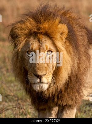 Ein junger männlicher Löwe (Panthera leo), seine Mähne wird dunkel, wenn er älter wird, Sambia, Afrika Stockfoto